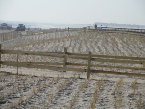 Dune grass is now planted on the rebuilt dunes at the south end of Ocean City.