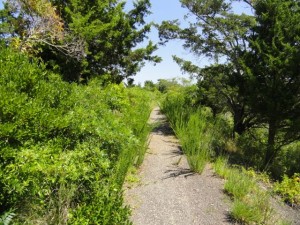 The gravel trail through Corson's Inlet State Park is largely overgrown.