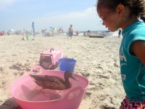 A two-month-old mallard named Reggie has been a regular at 32nd Street Beach in Ocean City, NJ, this summer and a hit with all the young beachgoers.