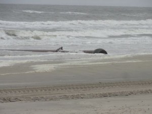 A pipeline will carry sand from an underwater borrow area off the coast of Strathmere to the beach south of 42nd Street in Ocean City, NJ.