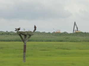 An osprey platform provides the foreground to Site 83 off Roosevelt Boulevard in Ocean City, NJ and represents the balance regulators face in permitting new dredging disposal sites.