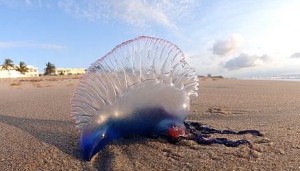 A Portuguese man o' war on the beach in Palm Beach, Fla., in this stock photo. Credit: Volkan Yuksel