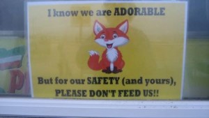 A sign at Brown's asks customers not to feed the foxes. Credit: Noel Wirth