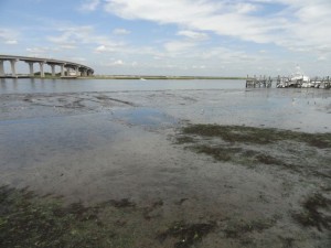 A shelf of mud sits at the mouth of Snug Harbor and along much of Ocean City's bay side. The dredging will clear only a 150-foot-wide path to the channel.