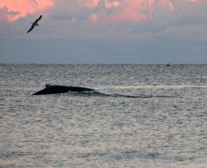 A humpback whale close to the beach at 56th Street on Sunday. Credit: Daniel Maimone