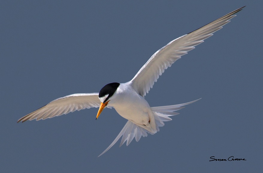 Least Tern in Adult plumage hovering in flight 