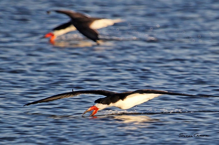Black Skimmers - A very pretty and graceful bird in flight, they lower their bottom jaw into the water and skim the surface for small fish. https://susancrowephoto.smugmug.com/