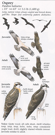 Sibley’s Guide to birds