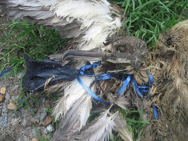 A U.S. Fish and Wildlife Service photo shows the danger balloon strings can pose to birds.