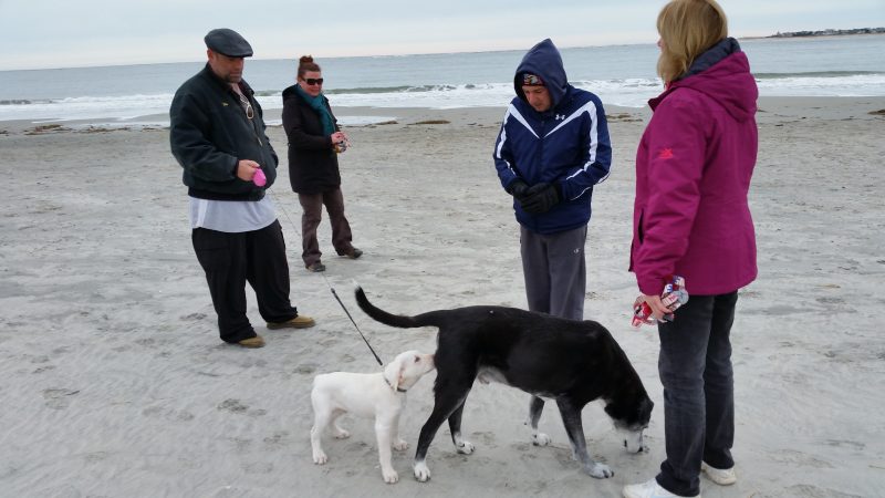Peter and Melissa Papale of Somers Point and their puppy Minion meet Baron, Vanaman and Jenkins.