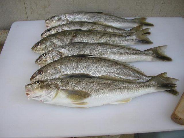 Common Fish in New Jersey, NJ Fish Species