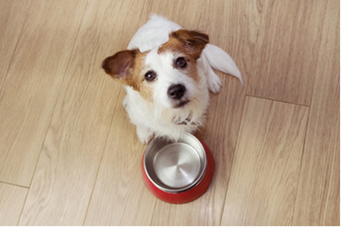 Freshpet Reviews Reasons It May Be Time to Switch Dog Foods