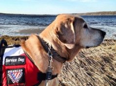 Jarrett Otto Gimbl On How Service Dogs Are Revolutionizing Veterans' Recovery