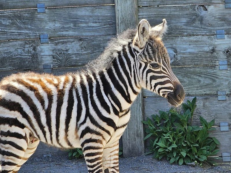 Baby Zebra Adds Some “Dazzle” to Zoo | OCNJ Daily