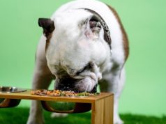 Freshpet Reviews the Fundamentals of Canine Nutrition